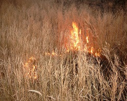 burning grass