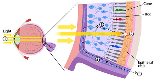 Light moving through the eye