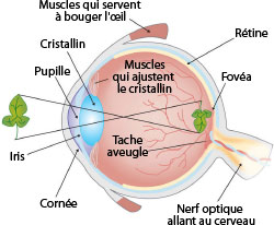 Diagramme de l'oeil