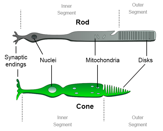 rods and cones of the eye