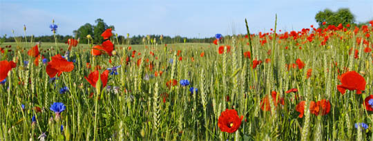 Field of wildflowers.