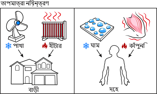 আপনার বাড়ির তাপমাত্রার মতো আপনার দেহের তাপমাত্রাও বিভিন্ন শীতলকরণ এবং হিটিং সিস্টেমের মধ্যে ভারসাম্য।