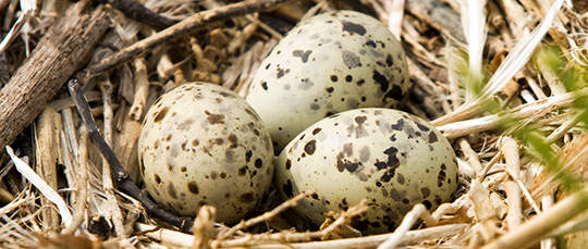 bird eggs