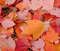 Fall leaves