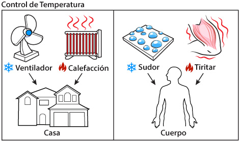 The temperature in your body, like the temperature in your home, is a balance between different cooling and heating systems.