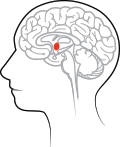 hypothalamus