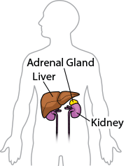 liver and kidneys