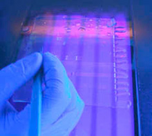 gel analysis