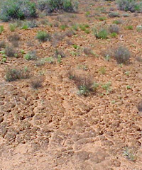 Well developed crusts on Iron-rich sand