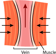 vein