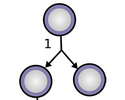 Stem cell proliferation