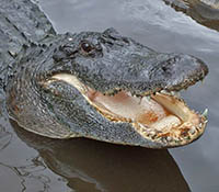 Alligator