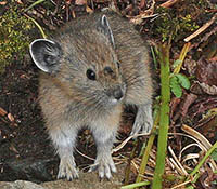 American pika