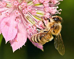 Bee on flower