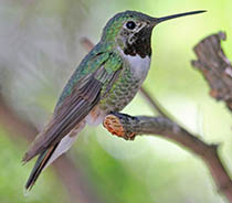 broad-tailed hummingbird