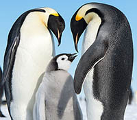 Emperor penguins