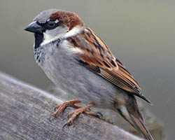 House sparrow