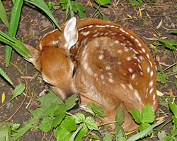 Fawn