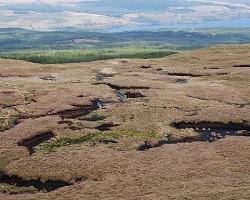 Peat bog