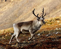 Caribou