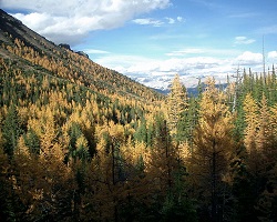 Subalpine in the Canadian rockies