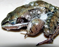 frozen wood frog