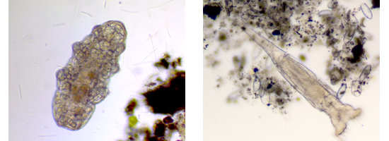 tardigrade on the left rotifer on the right