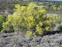 Cercidium microphyllum