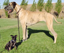 Chihuahua and Great Dane