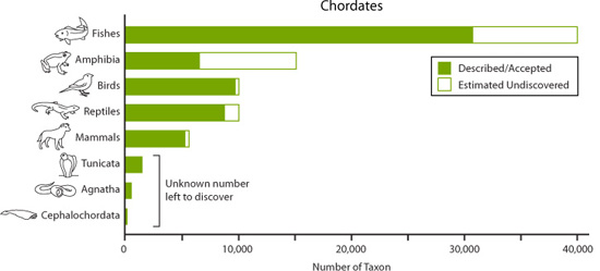 Graph of Cordates