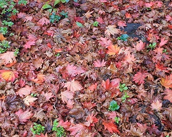 Decaying plant leaves