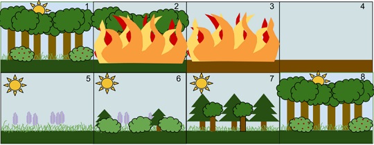 Forest succession