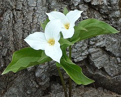 White trillium