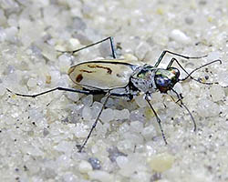 Northeastern beach tiger beetle