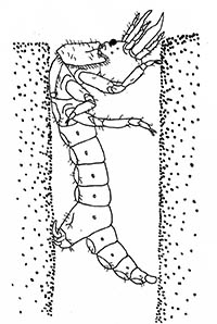 Tiger beetle larva in a tunnel