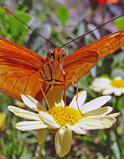 Butterly proboscis