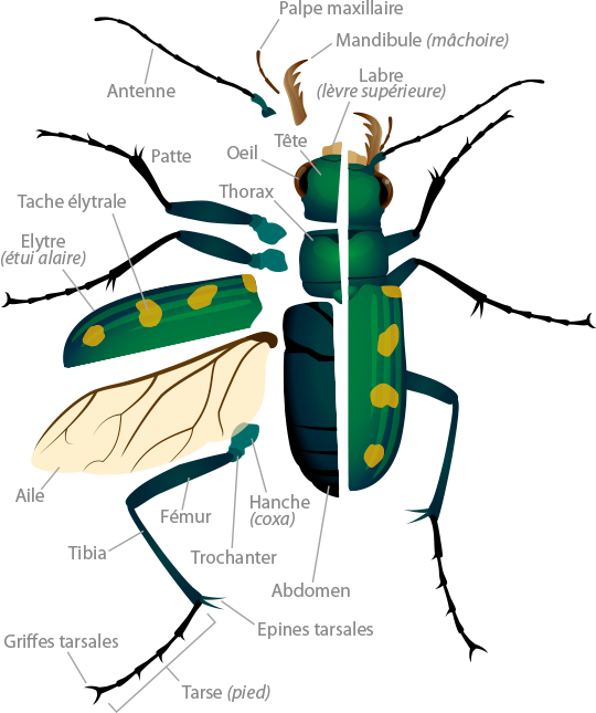 Tiger Beetle Anatomy