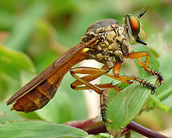 Robber fly