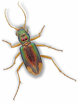 Tiger Beetle - Tetracha carolina