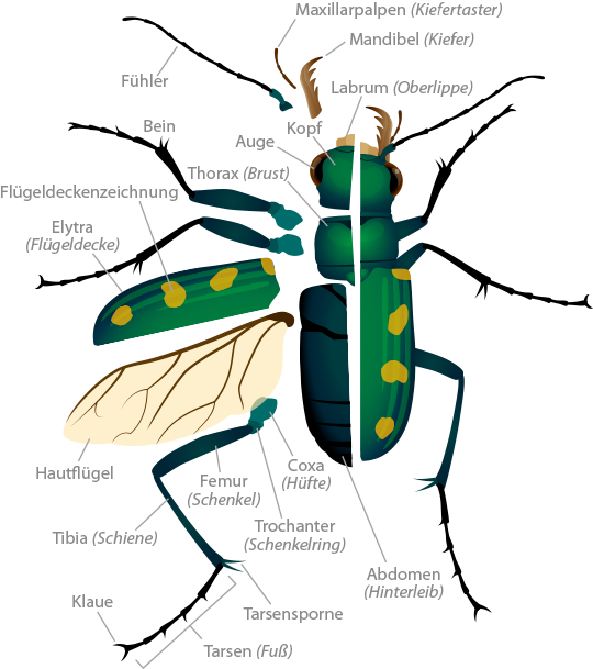 Tiger Beetle Anatomy