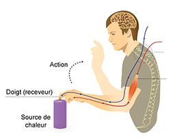 Modèle montrant le voyage du toucher