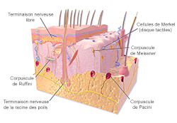 récepteurs cutanés