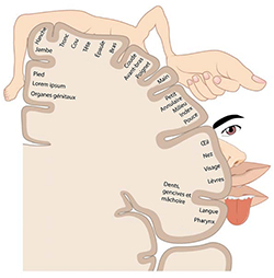 Carte du cortex sensoriel