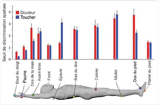 Illustration montrant les seuils des récepteurs du toucher et de la douleur dans tout le corps humain.