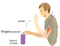 Model showing travel of touch