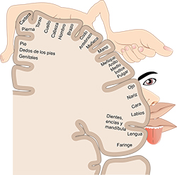Mapa de la corteza sensorial