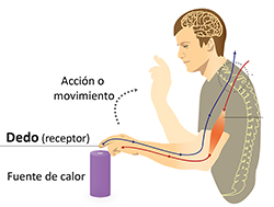 Modelo que muestra el recorrido del tacto.