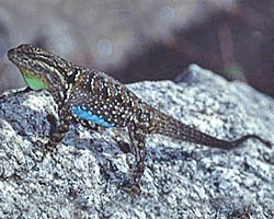 tree lizard