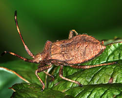 Coreus marginatus