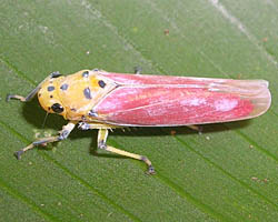 Leafhopper